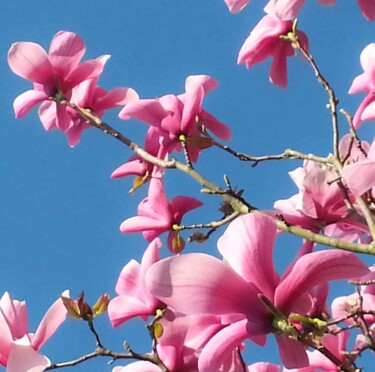 Spring comes again 9