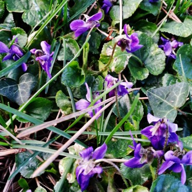 Premières violettes