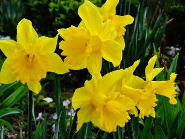 Printemps jaune