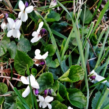 Violettes blanches