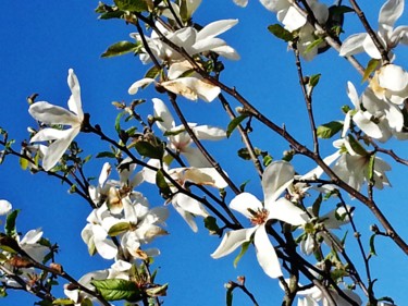 Printemps blanc