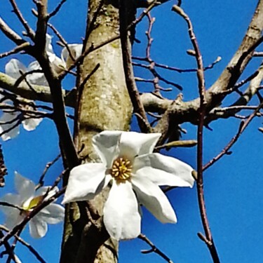 Magnolia blanc