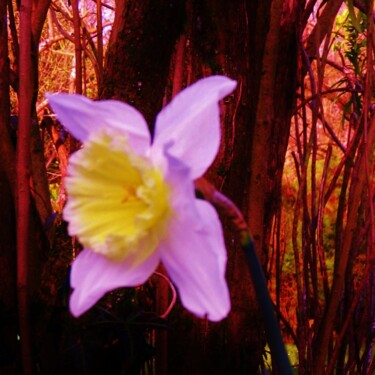 Photographie intitulée "Fragile narcisse" par Brigitte Mathé (MBL), Œuvre d'art originale