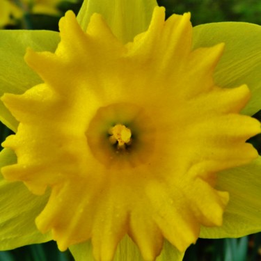 Jaune jonquille