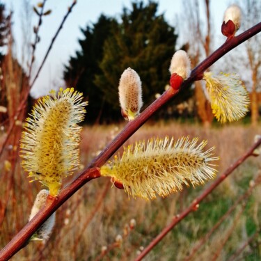 Saule en fleurs