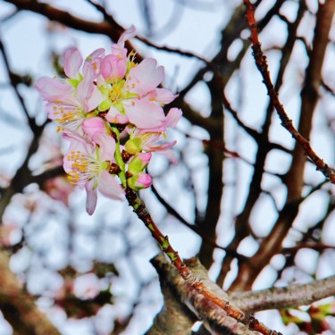 Fleurs d'Amandier