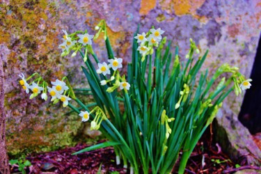 Narcisses