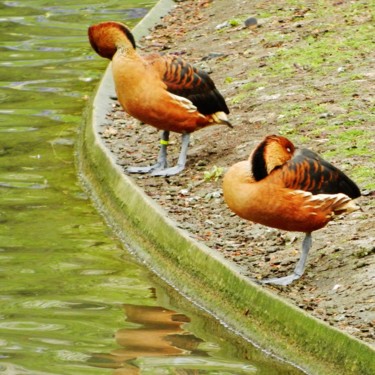 Duo