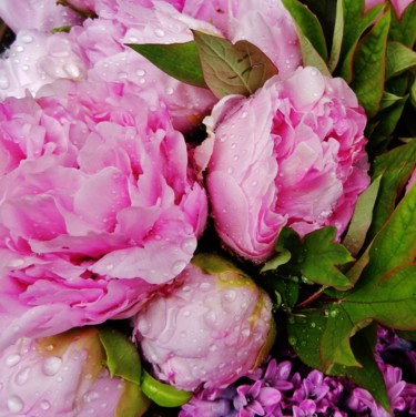 Pivoines roses