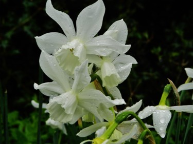 Blanc pur