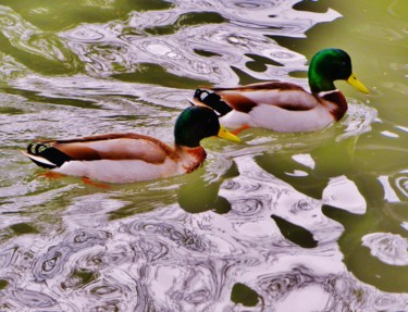 Deux colverts