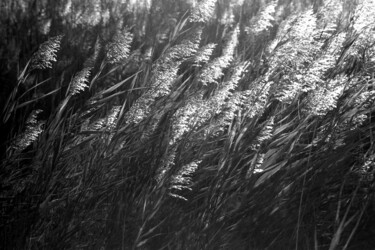 Photographie intitulée "Souffle......" par Philippe Berthier, Œuvre d'art originale, Photographie numérique