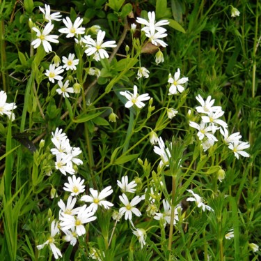 Stellaires