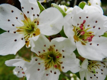 Fleurs de Poirier