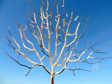 Arbre blanc sur fond bleu Photographie intitulée "Arbre blanc sur fon…" par Jean-Michel Liewig, Œuvre d'art originale