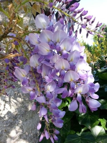 grappes de glycine