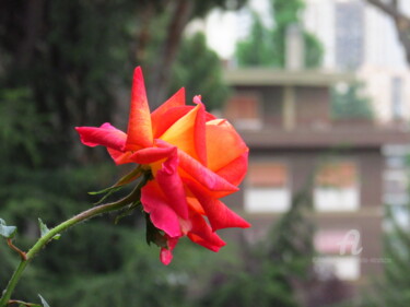Photography titled "Prima rosa di prima…" by Aurelio Nicolazzo, Original Artwork