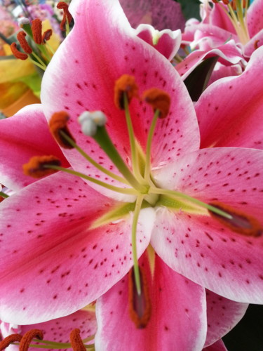 etoile rose