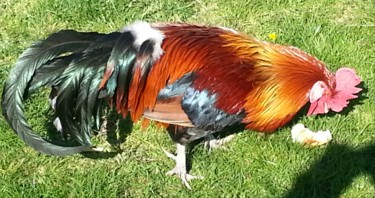 monsieur coq
