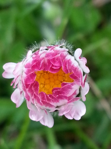 jeune paquerette 1