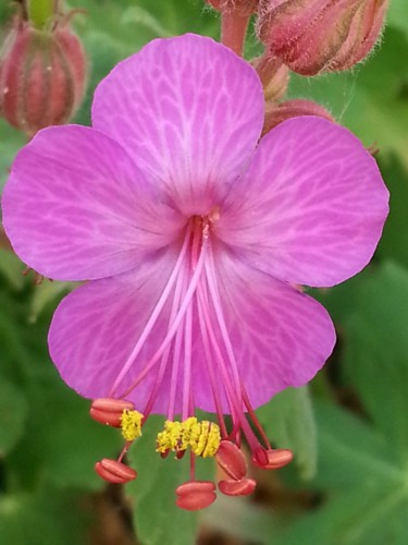 geranium vivace 1