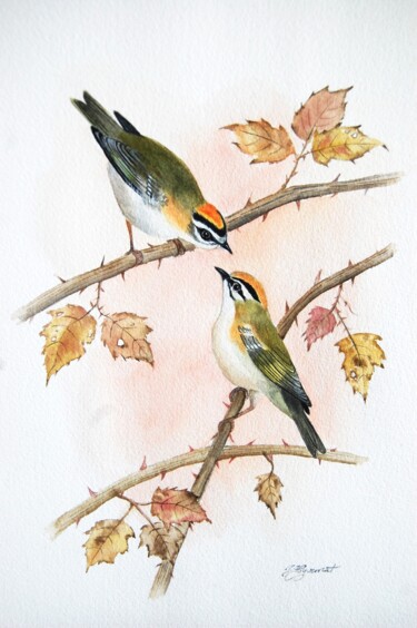 roitelets triple bandeau - aquarelle originale signée Peinture intitulée "roitelets triple ba…" par Patricia Giroldini Hyvernat, Œuvre d'art originale, Aquarelle