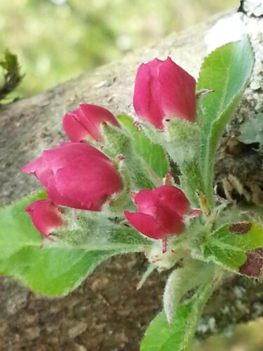 boutons floraux de pommier 1