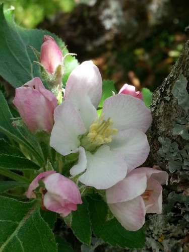 eclosion 2
