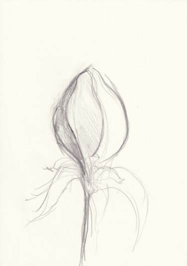 제목이 "iris.jpg"인 그림 Bob Clement로, 원작