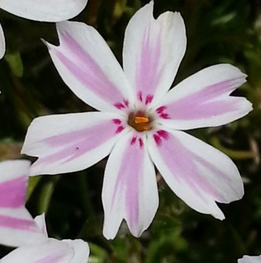 delicate