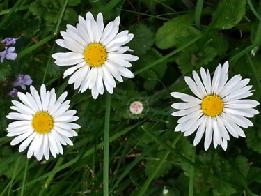 Trio de pâquerettes 3