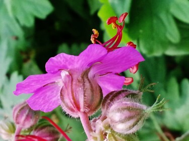 Géranium vivace 2