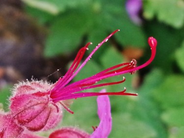 Geranium vivace 3