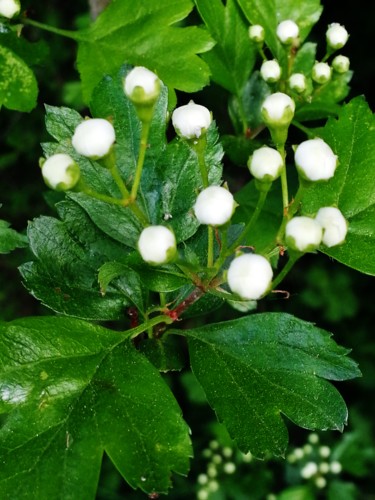 boutons d'aubépine 1