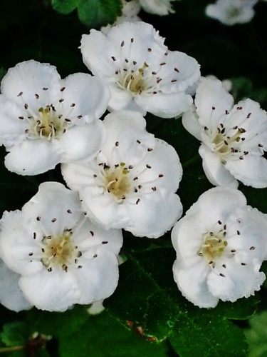 Fleurs d'Aubépine 2