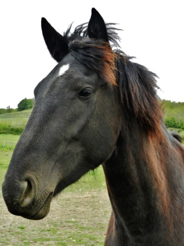 Black horse