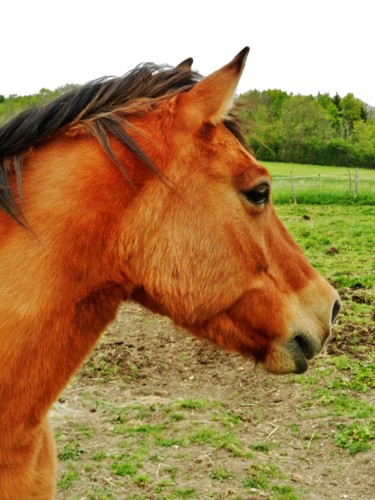 Brown horse