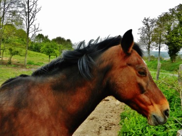 Brown and black Horse