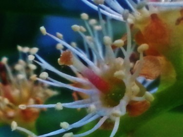 Fleurs de Laurier sauce
