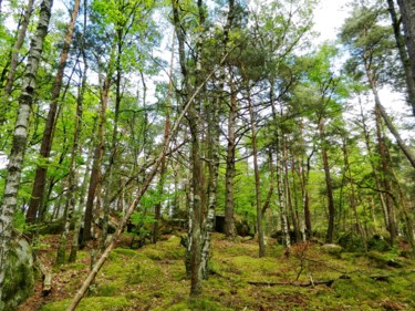 Forêt des 3 Pignons 1