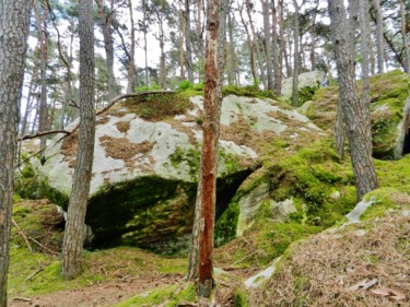 Forêt des 3 Pignons 2
