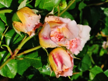 Roses Roses 10