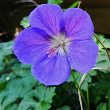 Géranium vivace