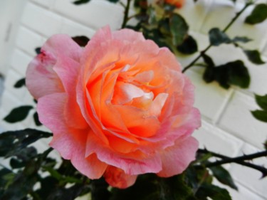 Rose pêche 13
