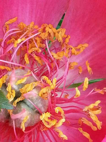 Coeur de pivoine 1