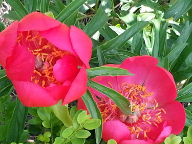 Deux pivoines - 2
