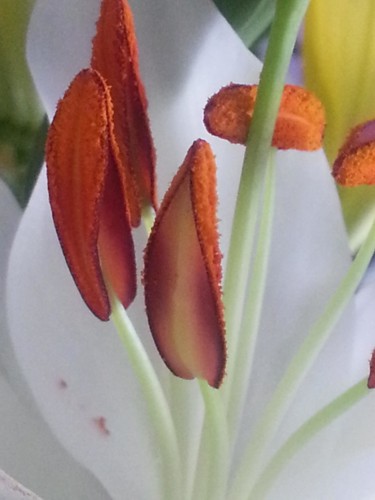 etamines de lys 1