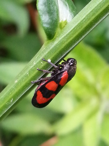 en rouge et noir