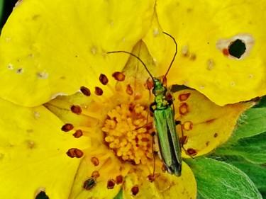 Au coeur de la fleur