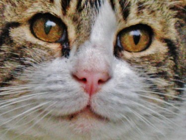 Jolie frimousse